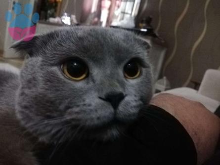 1 Yaşında Scottish Fold Oğluma Eş Arıyorum