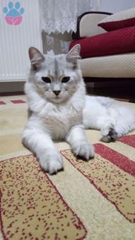 Tekir Cinsi Kedime Eş Arıyorum