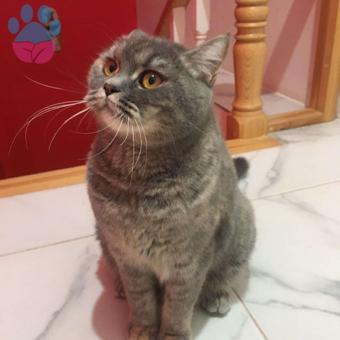 British Shorthair 2 Yaşındaki Kızıma Eş Arıyoruz