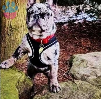 French Bulldog Oğlumuz Patrona Eş Arıyoruz