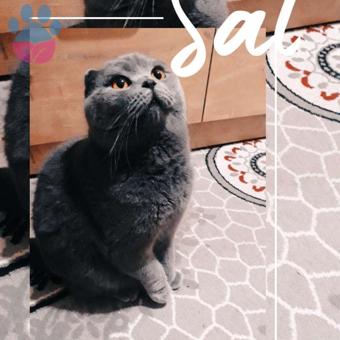 Sıfır Kulak Safkan Scottish Fold