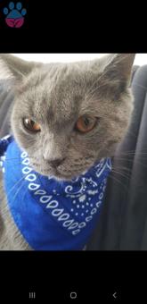 ? Gelin Adayı Aranıyor ?