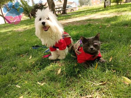 Maltese Terrier Oğlumuza Eş Arıyoruz