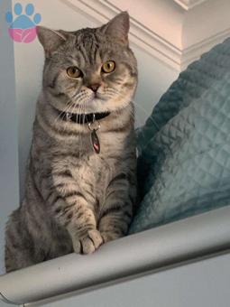 British Shorthair Sezar Bir Eş Arıyor