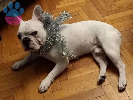 French Bulldog Oğluma Eş Arıyorum