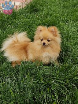 Pomeranian Boo Kızıma Eş Arıyorum