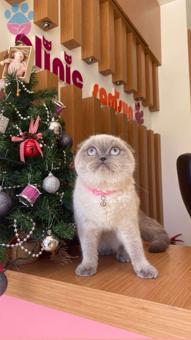 Scottish Fold 1 Yaşındaki Kızımıza Eş Arıyorum