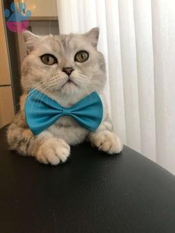 Scottish Fold Silver Tabby Erkek