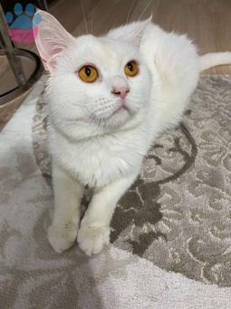 British Shorthair Yakışıklı Oğlumuza Eş Arıyoruz