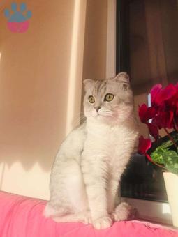 British Shorthair Hünkar Eş Arıyor