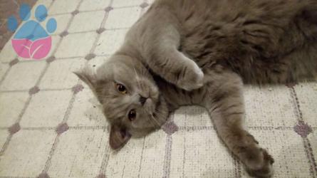 British Shorthair Oğlumuza Eş Arıyoruz