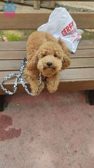 Toy Poodle Goffy Eş Arıyor 1 Yaşında