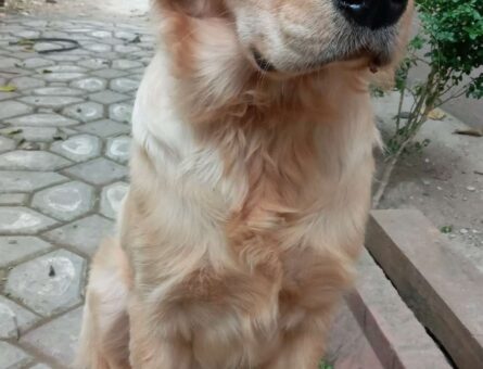 Golden Retriever Zeus&#8217;umuza Eş Arıyoruz