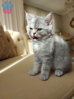 British Shorthair Kedime Eş Adaylarını Bekliyoruz