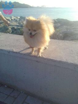 Pomeranian Boo Erkek Kızgınlık Döneminde