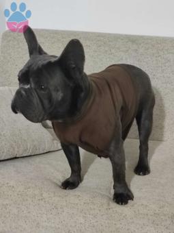 French Bulldog 2 Yaşındaki Oğlumuza Eş Arıyorum