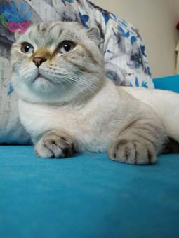 Scottish Fold Tuzluğumuza Eş Arıyoruz