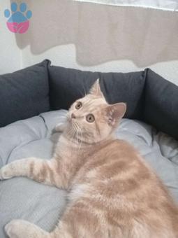 British Shorthair 1.5 Yaşındaki Oğluma Eş Arıyorum