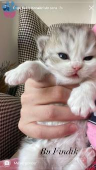 British Shorthair 14 Aylık Kızımız İçin Eş Arıyoruz