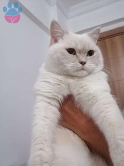 British Shorthair Dişi Kızımız İçin Damat Arıyoruz