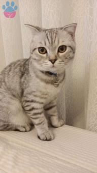 Scottish Fold 11 Aylık Oğlum Kızgınlıkta