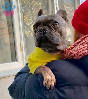 French Bulldog 15 Aylık Oğlumuza Dişi Pati Arıyoruz