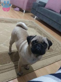 Pug 11 Aylık Oğluma Eş Arıyorum