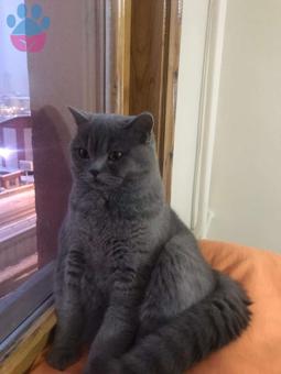 British Shorthair Behlül İsimli Yakışıklı Kedimize Eş Arıyoruz