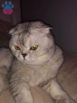 Scottish Fold Oğlumuza Eş Arıyoruz