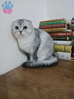 Scottish Fold	 9 Aylık Kedime Eş Arıyorum