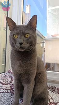 Russian Blue Oğluma Eş Arıyorum