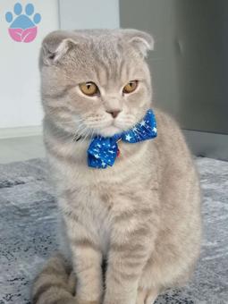 Scottish Fold 11 Aylık Paşam Eş Arıyor