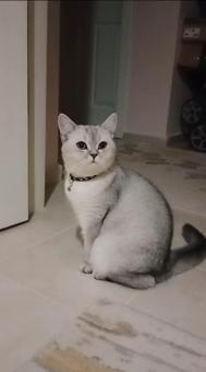 British Shorthair Yakışıklı Oğluma Gelin Arıyoruz