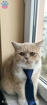 Exotic Shorthair Cinsi Oğlumuza Dişi Arıyoruz