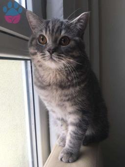 British Shorthair Oğlumuza Acil Eş Arıyoruz