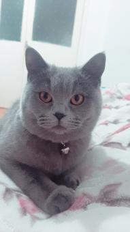 British Shorthair Safkan Kızıma Eş Arıyorum