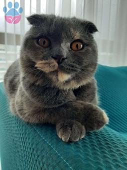 Scottish Fold Kedimizi Çiftleştirmek İstiyoruz