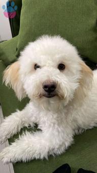 Maltipoo 1 Yaşında Oğluma Eş Arıyorum