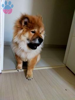 Chow Chow 11 Aylık Oğlumuza Eş Arıyoruz