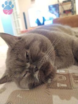 British Shorthair Oğlumuza Scotish fold Eş Arıyoruz 1 Yaşında