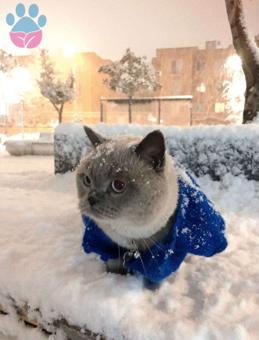 Scottish Fold Oğlumuz İçin Eş Arıyoruz