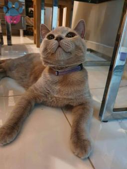 British Shorthair 1 Yaşında Oğluma Eş Arıyorum