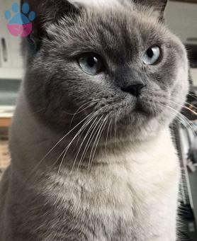 British Shorthair 2 Yaşında Oğluma Eş Arıyorum