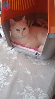 British Shorthair Oğlumuz Güneş&#8217;e Eş Arıyoruz