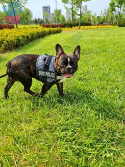 French Bulldog Oğluma Eş Arıyorum