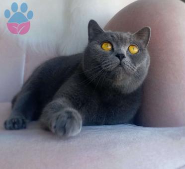 British Shorthair 3 Yaşında Kızıma Eş Arıyorum