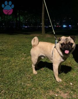 Pug 1 Yaşında Oğluma Eş Arıyorum