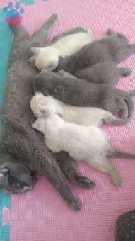 British Shorthair Blue Point Kedime Eş Arıyorum