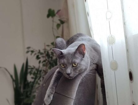 Russian Blue Gecemize Eş Arıyoruz