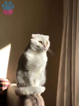 Scottish Fold Kızımıza Laik Eş Arıyoruz